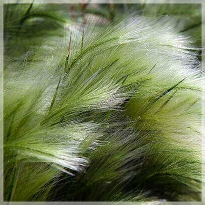 Kavyl perovitý ‘Pony Tails‘, výška 35/45 cm, v květináči Stipa tenuissima ‘Pony Tails‘